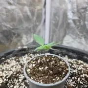 Gaia F1 Auto
