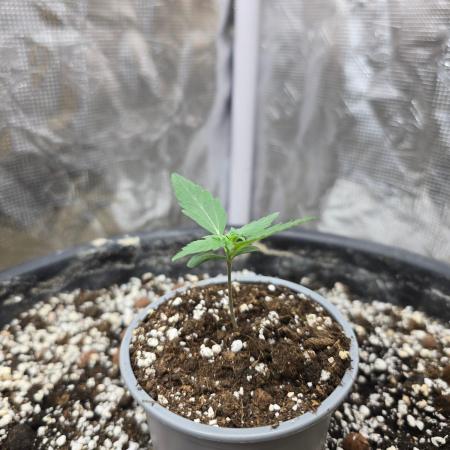 Gaia F1 Auto