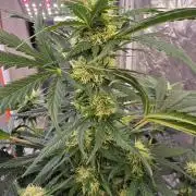 Auto Glueberry O.G.