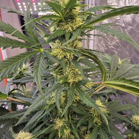 Auto Glueberry O.G.