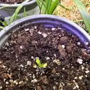 Gaia F1 Auto