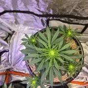 Auto Glueberry O.G.