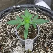 Gaia F1 Auto