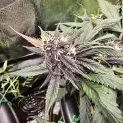 Auto Strawberry Soda