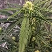 Auto Glueberry O.G.