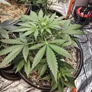 Gaia F1 Auto