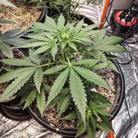Gaia F1 Auto