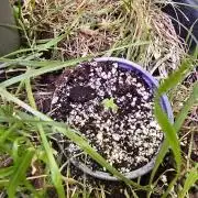Apple Fritter Auto