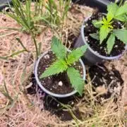 Auto Glueberry O.G.