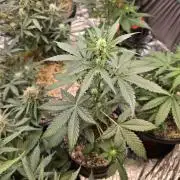 Apple Fritter Auto