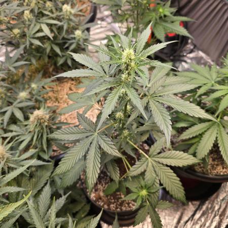 Apple Fritter Auto