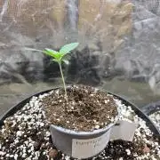 Apple Fritter Auto