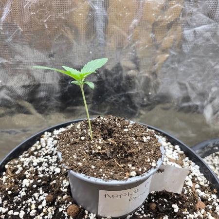 Apple Fritter Auto