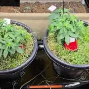 Auto Strawberry Soda