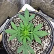 Gaia F1 Auto