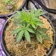 Auto Glueberry O.G.