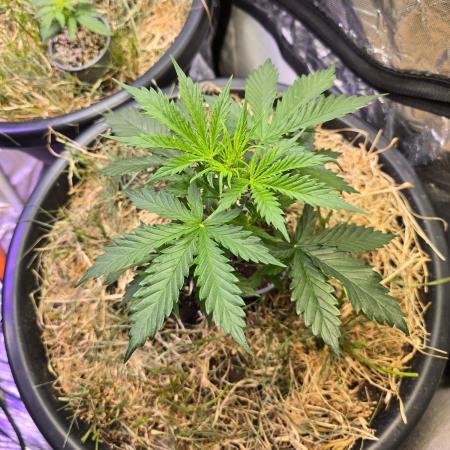 Auto Glueberry O.G.
