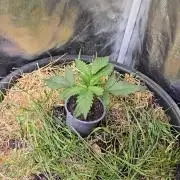 Auto Glueberry O.G.