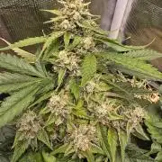 Auto Frozen Biscotti