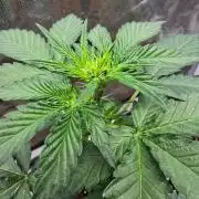 Apple Fritter Auto