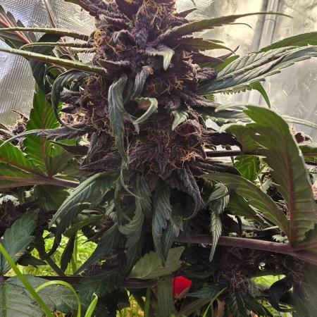 Auto Strawberry Soda