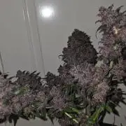 Auto Strawberry Soda