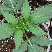 Apple Fritter Auto