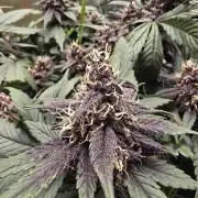 Auto Strawberry Soda