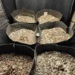 The Cats Grass