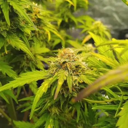 Black Toffee Auto