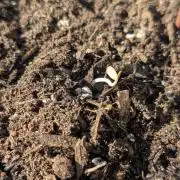 Blue Dream Auto Outdoor/Mix Winter 2026