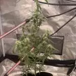Herbie Sour Diesel auto 