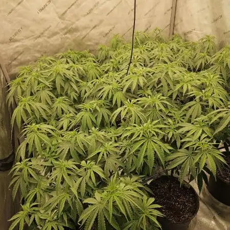 Ocifer (Pheno Hunt)