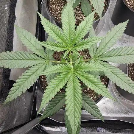 Junky 99 (Cap Junky x Cinderella 99)