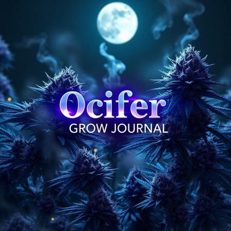 Ocifer (Pheno Hunt)