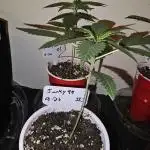 Junky 99 (Cap Junky x Cinderella 99)