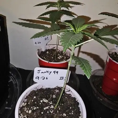Junky 99 (Cap Junky x Cinderella 99)