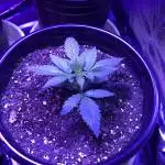 First autoflower run
