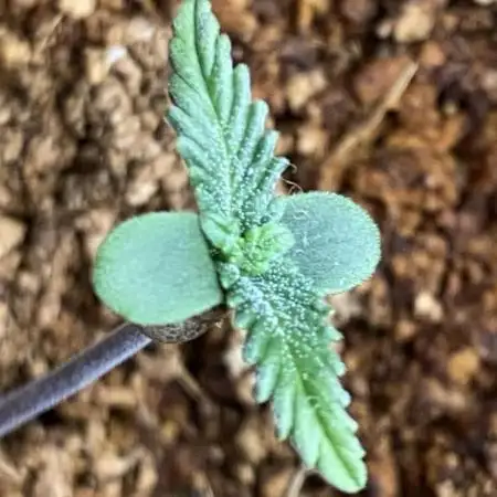 Critical Orange Punch Auto - KRIT