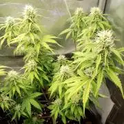 Purple Lemonade Auto