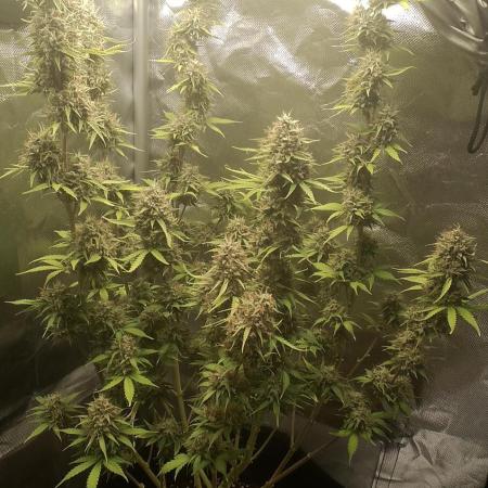 Auto Critical Orange Punch