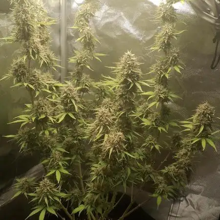 Auto Critical Orange Punch