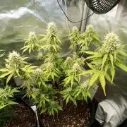 Purple Lemonade Auto