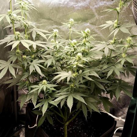 Auto Critical Orange Punch