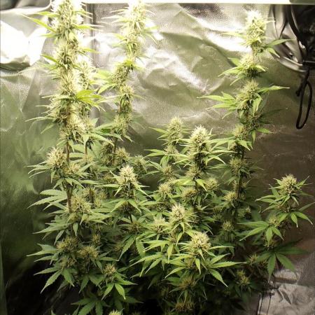 Auto Critical Orange Punch
