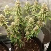 Purple Lemonade Auto