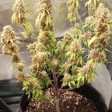 Purple Lemonade Auto