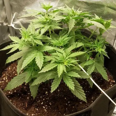 Auto Critical Orange Punch