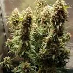 Strawberry Banana Auto Fast Buds