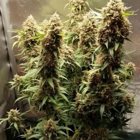Strawberry Banana Auto Fast Buds